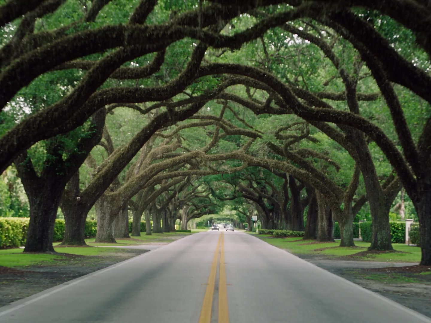 A quiet Coral Gables street beneath an arching canopy of oak trees